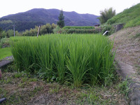 DSCF0003