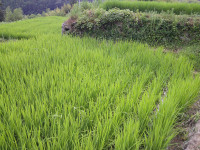 DSCF0008